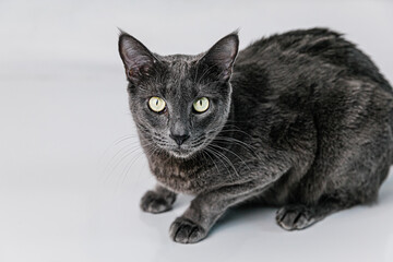 Russian Blue dark gray cat on a white background.