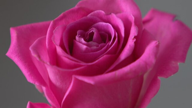Beautiful pink rose. Extreme Close up