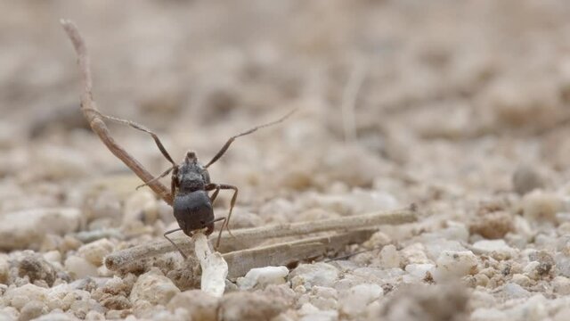 Sonoran pogo ant struggles to chew through stick on ground