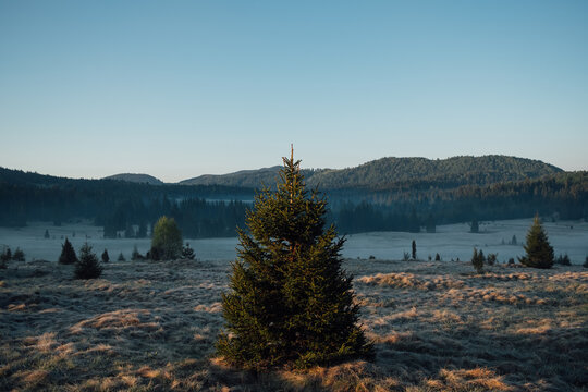 Single Evergreen Tree In A Field