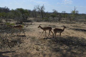 Deer