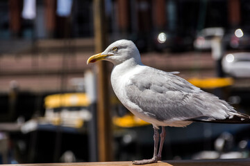 Möve im Hafen.