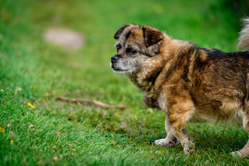 Old mongrel dog. Brown mixed breed dog portrait outdoors in summer.