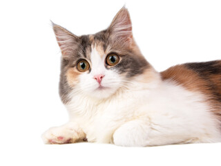 Beautiful nice fluffy cat isolated on the white background