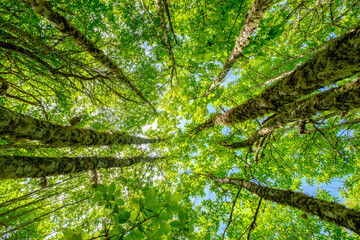 Trees upward nadir view to height in forest, growth progress nature concept - obrazy, fototapety, plakaty
