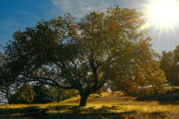 Fototapeta premium Sunset tree