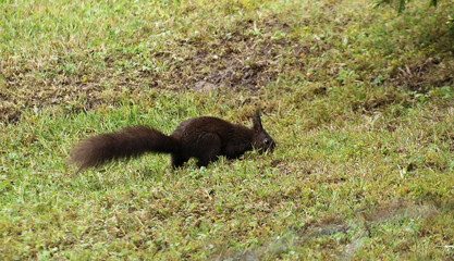 Écureuil d'Eurasie ou Écureuil roux (Sciurus vulgaris) grattant le sol à la recherche de nourriture