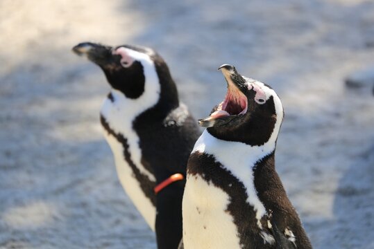 Pinguini: marito e moglie