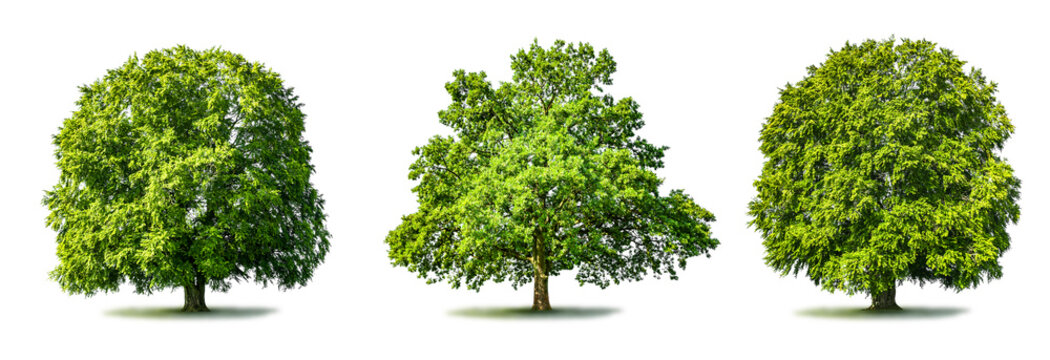 Drei Gr&uuml;ne B&auml;ume auf auf einer Gr&uuml;nen Wiese
