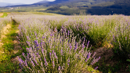 Obraz premium The plantation where wonderful lavender is grown