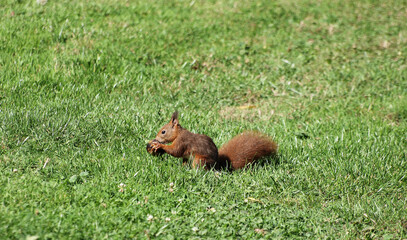 Fototapeta premium Écureuil d'Eurasie ou Écureuil roux (Sciurus vulgaris) décortiquant une noix