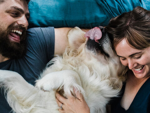 Golden retriever dogs birthday