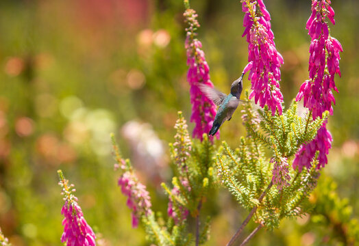 Hummingbird in nature