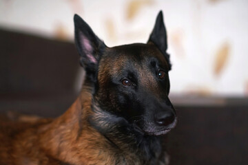 The portrait of a serious Belgian Shepherd dog Malinois posing indoors lying down on a brown couch