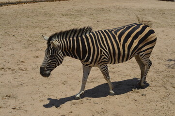 Fototapeta na wymiar Free zebra