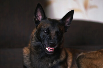 The portrait of an angry Belgian Shepherd dog Malinois grinning its teeth lying indoors on a brown couch