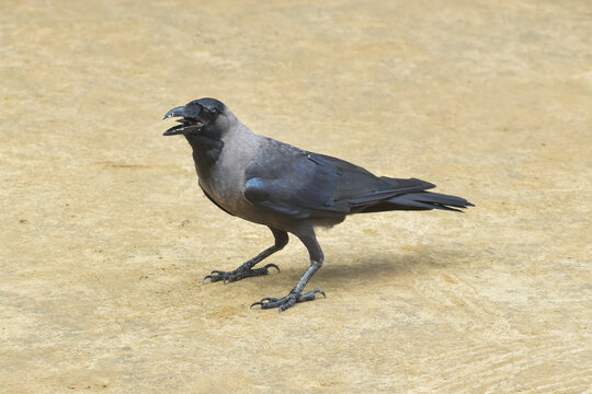 The crow bird, single grey crow close up image