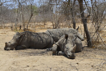 Obraz premium Rhino resting