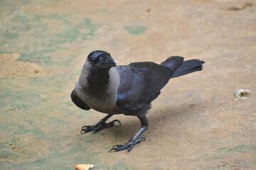 The crow bird, single grey crow close up image