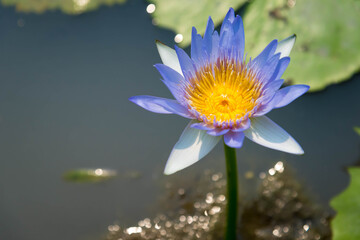 Spring Blossom over green background. Summer Flowers with vintage retro picture style.	