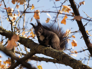 (Sciurus vulgaris) Écureuil d'Eurasie ou Écureuil roux au pelage hivernal brun-noir avec ses pinceaux de poils et ses longues oreilles sur son nichoir