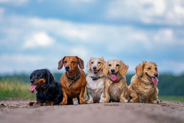 Cute dogs standing in line on the road. Joyful different breeds of pets. Beautiful and cozy picture.