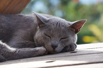 brazilian mountain nature