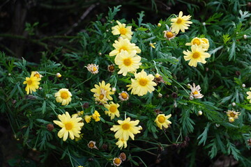 brazilian mountain nature