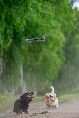Happy doggies have fun with dron. Cute funny dogs playing with a dron. Attractive puppies running together.