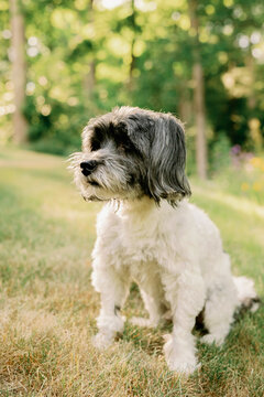Havanese Dog Sitting in a Field