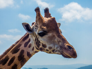 Cabeza de Jirafa (Giraffa camelopardalis) en el zoo de Cabárceno, España