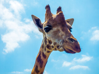 Detalle de la cabeza de una Jirafa (Giraffa camelopardalis) que posa tranquilamente para los visitantes del zoo