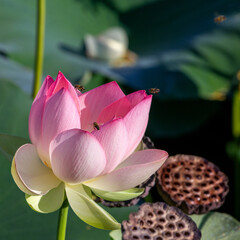 Spring, the time of lotus blooming in a pond, in Buddhism-a symbol of purity, Nelumbo nucifera, L;