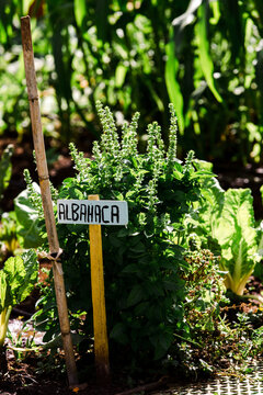 Albahaca
