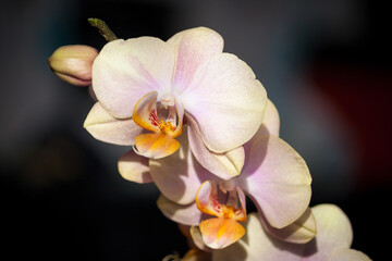 Pink yellow orchid flower on dark background