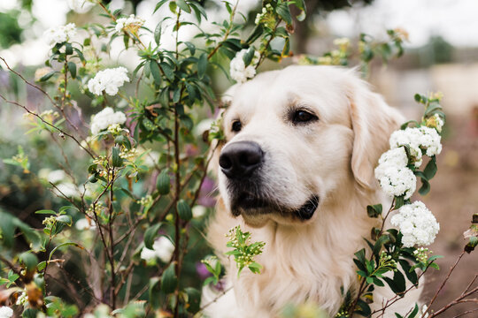 golden retriever in may bush