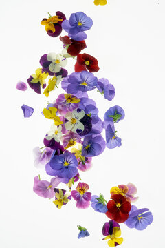 Edible flowers background