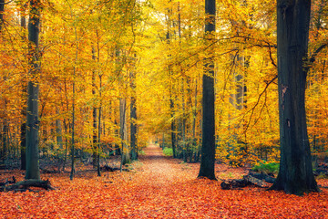 Pathway in autumn forest