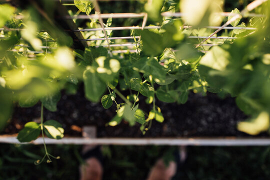 A Walk In The Backyard Garden