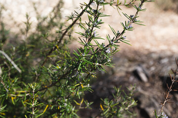 Close up of a flowering rosemary plant in the wild