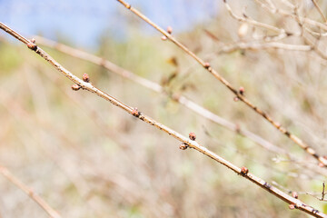 Close up of a flower bud, blossoming tree in spring time
