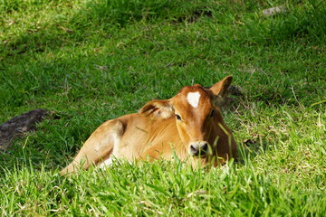 Fototapeta premium brazilian mountain nature