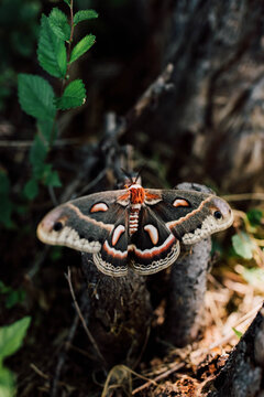 Giant Moth