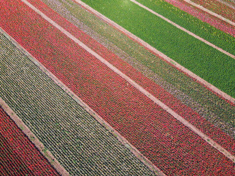Rose field in summer