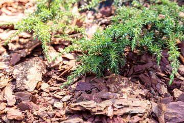 Larch bark mulc