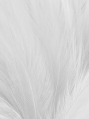 Obraz premium Beautiful abstract black feathers on white background and soft white feather texture on white texture pattern, dark theme wallpaper, gray feather background, gray banners
