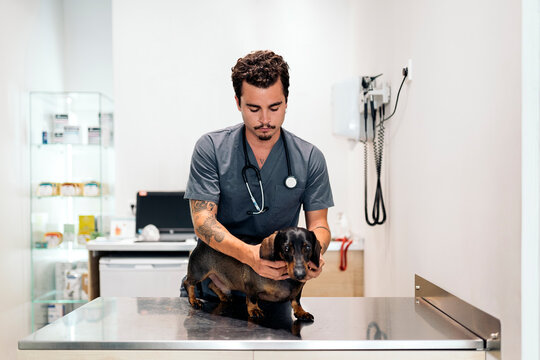 Portrait of Male Veterinarian Examining a Dog