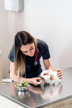Female Veterinarian Examining A Rabbit In A Vet Clinic.