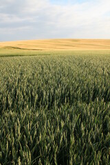 L’agriculture intensive, que l’on nomme également agriculture productiviste, est un système de production agricole qui se caractérise par l’usage important d'engrais, de pesticides et d'herbicides.