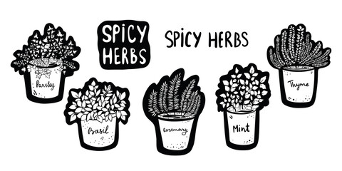 Set of herbs and spices, home grown herbs. Culinary herbs in pots with labels: basil, parsley, rosemary, thyme and mint. Hand drawn doodle vector illustration, isolated on white background. 